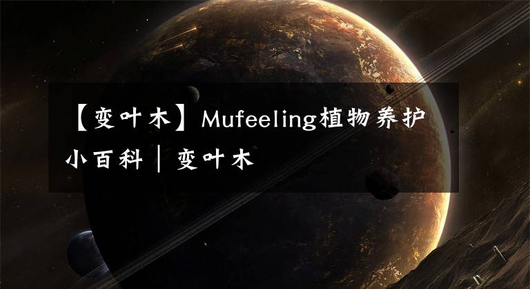 【变叶木】Mufeeling植物养护小百科|变叶木