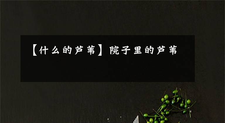 【什么的芦苇】院子里的芦苇