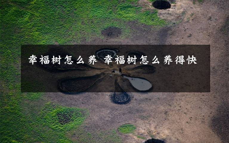 幸福树怎么养 幸福树怎么养得快