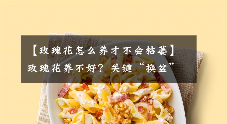 【玫瑰花怎么养才不会枯萎】玫瑰花养不好？关键“换盆”要得当，记住小技巧，后期成活更好养