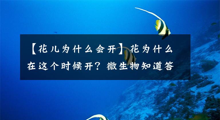 【花儿为什么会开】花为什么在这个时候开?微生物知道答案