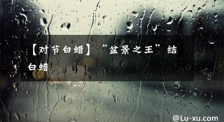 【对节白蜡】“盆景之王”结白蜡