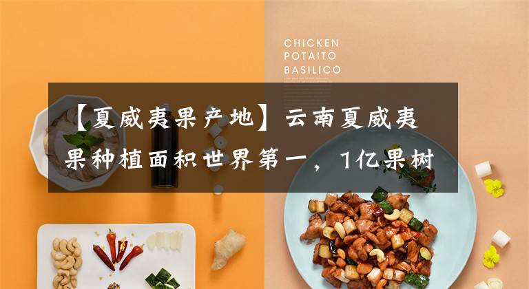 【夏威夷果产地】云南夏威夷果种植面积世界第一,1亿果树加入天猫云上茶马古道