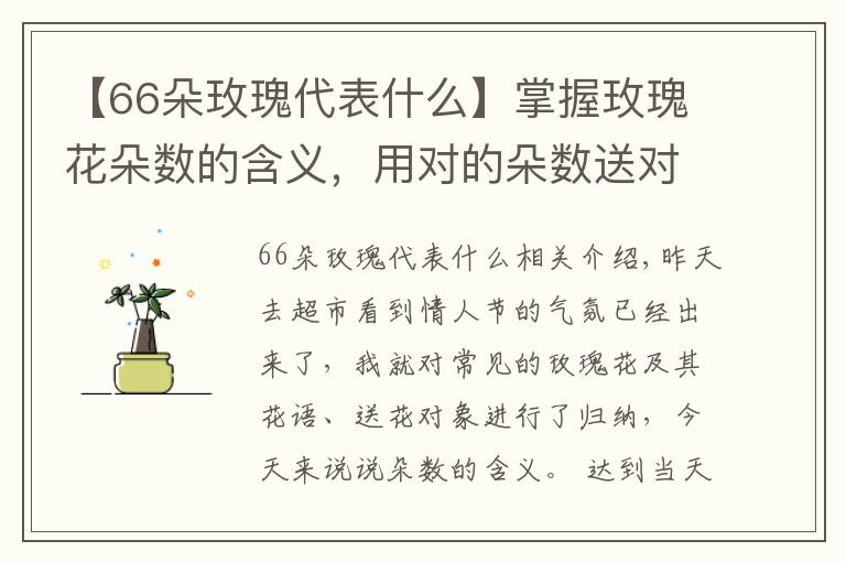 【66朵玫瑰代表什么】掌握玫瑰花朵数的含义,用对的朵数送对的人!