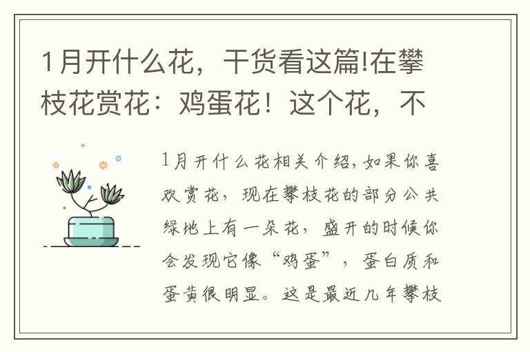 1月开什么花,干货看这篇!在攀枝花赏花:鸡蛋花!这个花,不简单