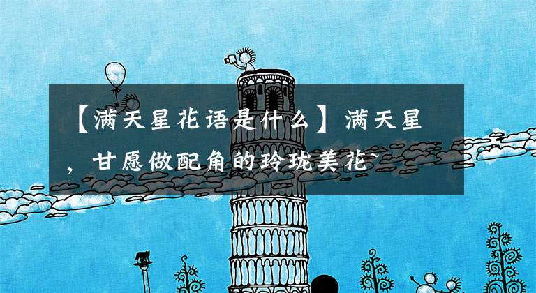 【满天星花语是什么】满天星，甘愿做配角的玲珑美花~
