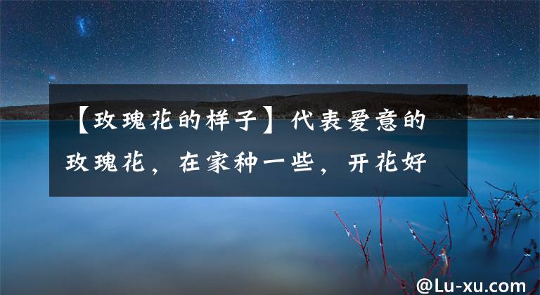 【玫瑰花的样子】代表爱意的玫瑰花，在家种一些，开花好看送人有诚意