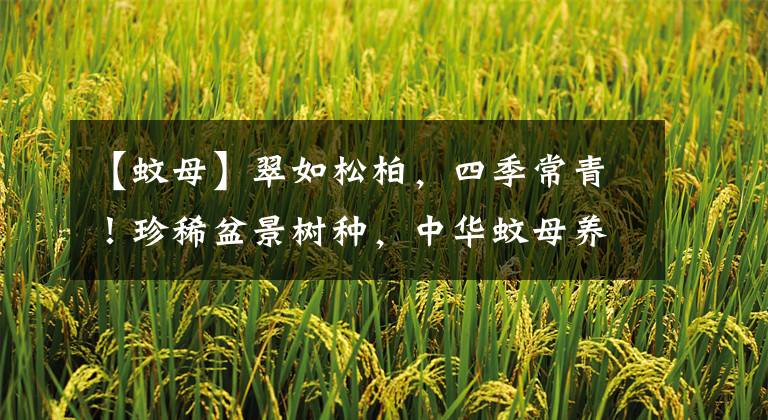 【蚊母】翠如松柏,四季常青!珍稀盆景树种,中华蚊母养护创作分享