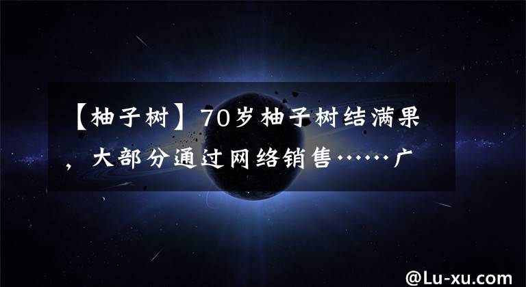 【柚子树】70岁柚子树结满果,大部分通过网络销售……广安龙安柚将迎“丰收季”