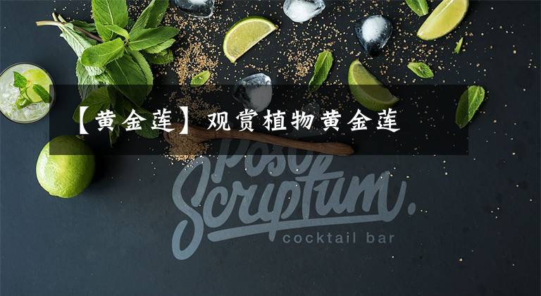 【黄金莲】观赏植物黄金莲