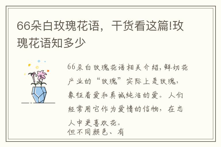 66朵白玫瑰花语,干货看这篇!玫瑰花语知多少