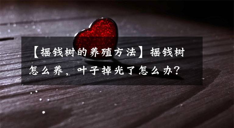 【摇钱树的养殖方法】摇钱树怎么养，叶子掉光了怎么办？