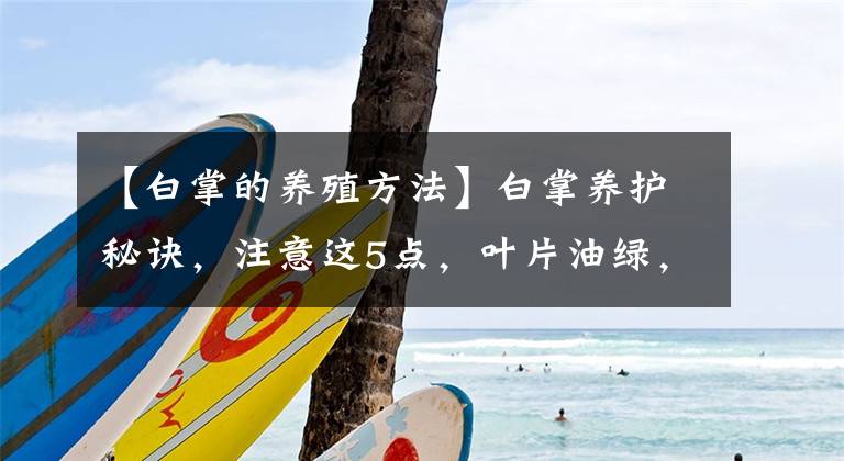 【白掌的养殖方法】白掌养护秘诀，注意这5点，叶片油绿，年年开花不黄叶烂根！