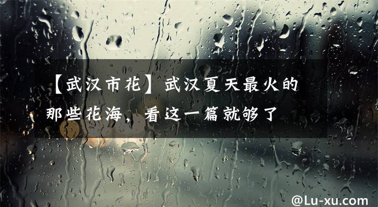 【武汉市花】武汉夏天最火的那些花海，看这一篇就够了