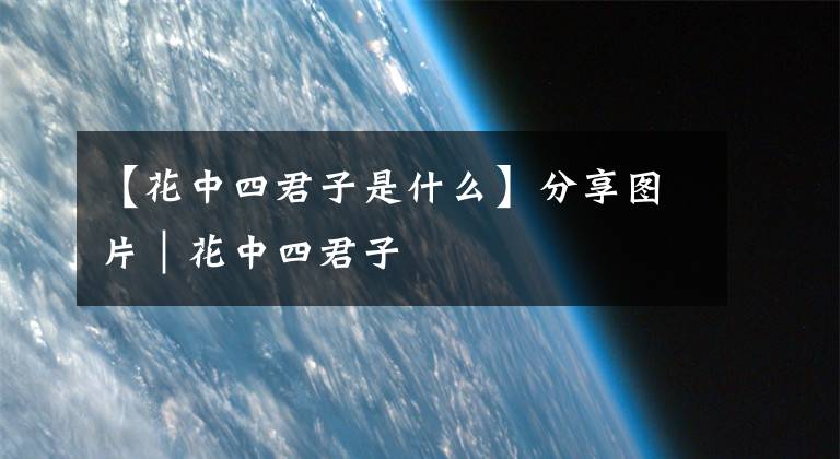 【花中四君子是什么】分享图片|花中四君子