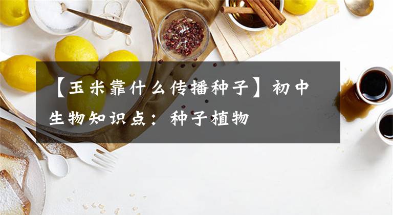 【玉米靠什么传播种子】初中生物知识点:种子植物