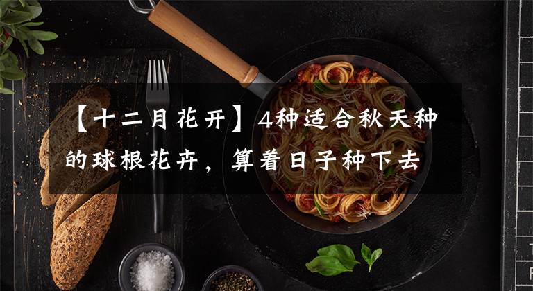 【十二月花开】4种适合秋天种的球根花卉，算着日子种下去，寒冬腊月也会开满花