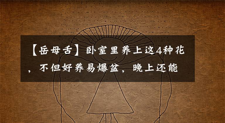 【岳母舌】卧室里养上这4种花,不但好养易爆盆,晚上还能助睡眠