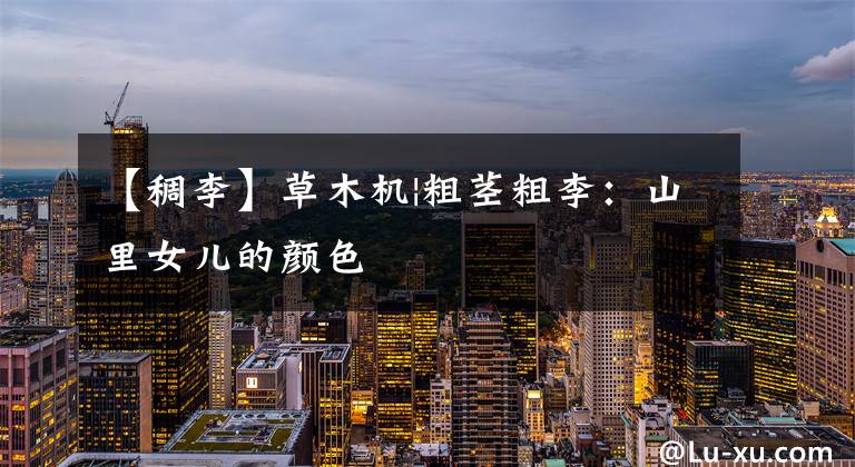 【稠李】草木机|粗茎粗李:山里女儿的颜色