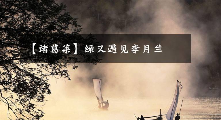 【诸葛菜】绿又遇见李月兰