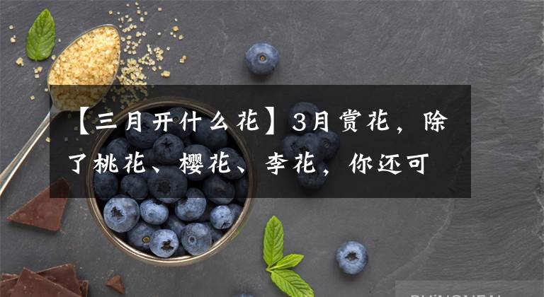 【三月开什么花】3月赏花,除了桃花、樱花、李花,你还可以看点什么?