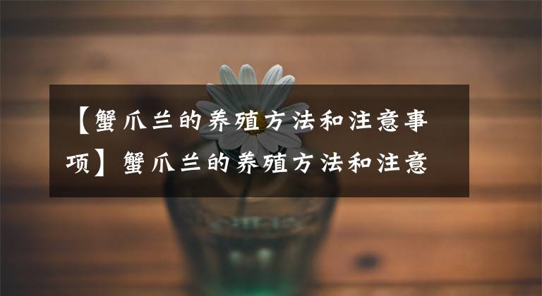 【蟹爪兰的养殖方法和注意事项】蟹爪兰的养殖方法和注意事项,简单4步,开出漂亮“吉祥花”