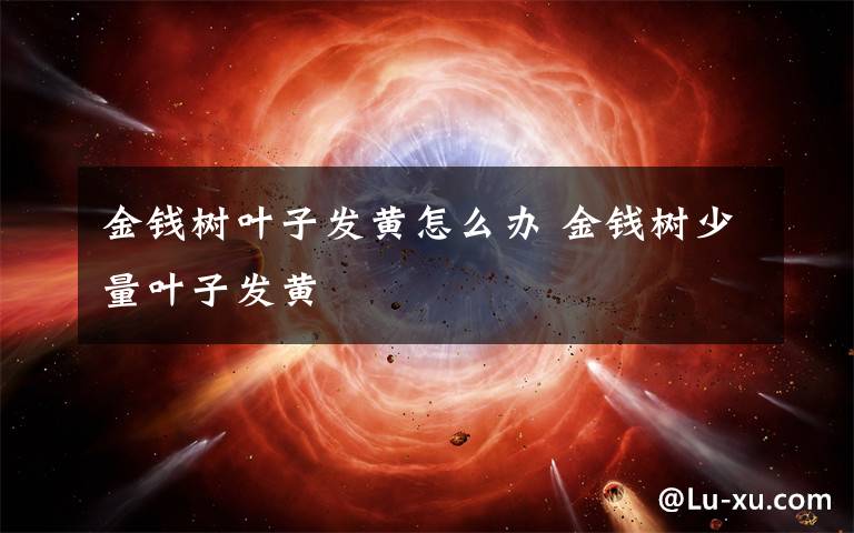 金钱树叶子发黄怎么办 金钱树少量叶子发黄