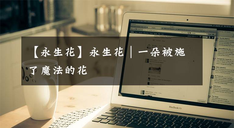 【永生花】永生花|一朵被施了魔法的花