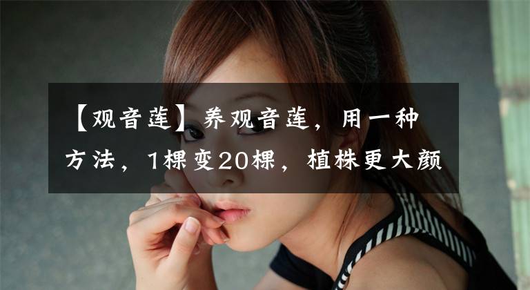 【观音莲】养观音莲,用一种方法,1棵变20棵,植株更大颜色更美