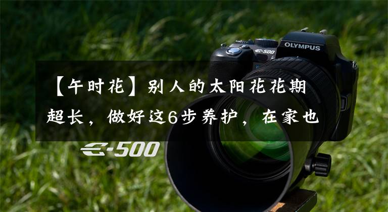 【午时花】别人的太阳花花期超长,做好这6步养护,在家也能长久赏花