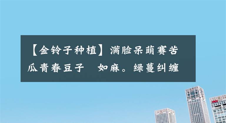 【金铃子种植】满脸呆萌赛苦瓜青春豆子篏如麻。绿蔓纠缠攀富贵红心甜润绽荣华