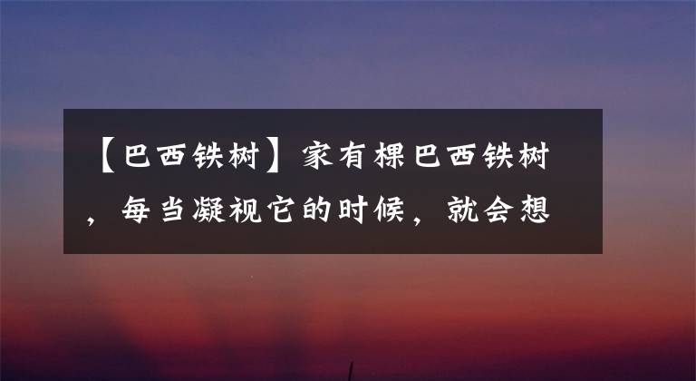 【巴西铁树】家有棵巴西铁树,每当凝视它的时候,就会想起老友