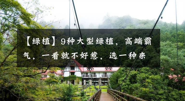 【绿植】9种大型绿植,高端霸气,一看就不好惹,选一种来养吧