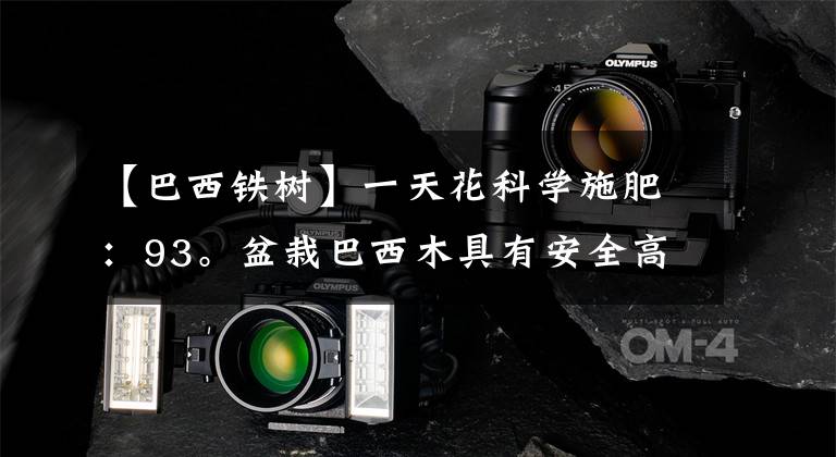 【巴西铁树】一天花科学施肥:93。盆栽巴西木具有安全高效的施肥技术。