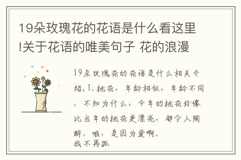 19朵玫瑰花的花语是什么看这里!关于花语的唯美句子 花的浪漫句子发朋友圈