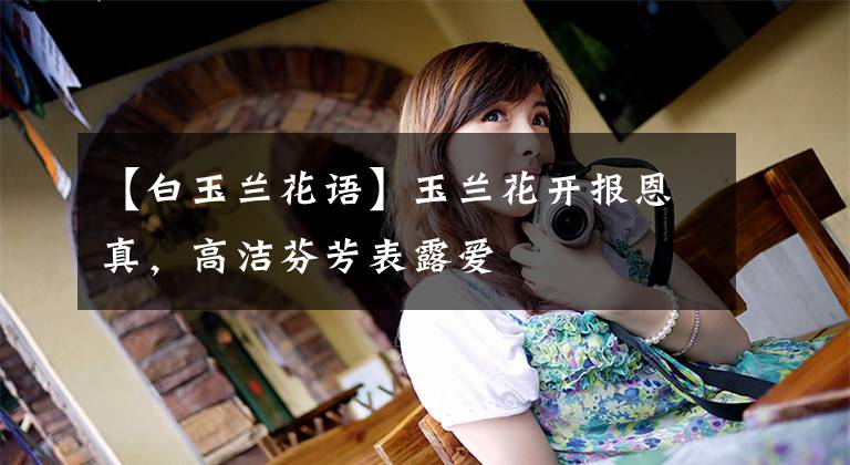 【白玉兰花语】玉兰花开报恩真,高洁芬芳表露爱