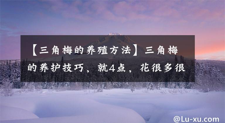 【三角梅的养殖方法】三角梅的养护技巧,就4点,花很多很旺盛、鲜艳亮丽、无可挑剔