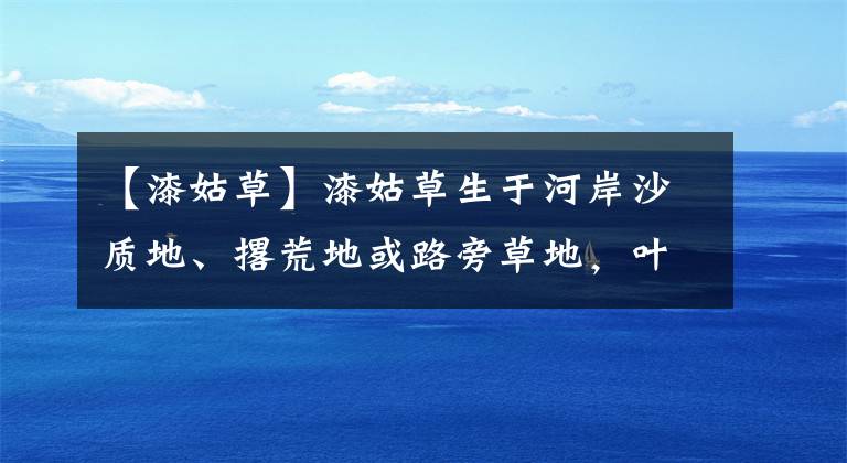 【漆姑草】漆姑草生于河岸沙质地、撂荒地或路旁草地,叶片线形