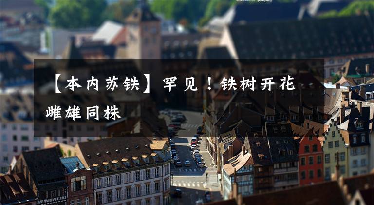 【本内苏铁】罕见!铁树开花雌雄同株