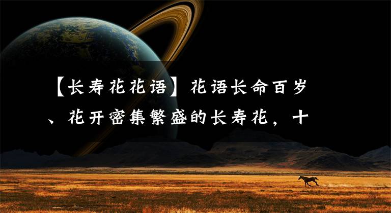 【长寿花花语】花语长命百岁、花开密集繁盛的长寿花,十分适合居家栽种养护