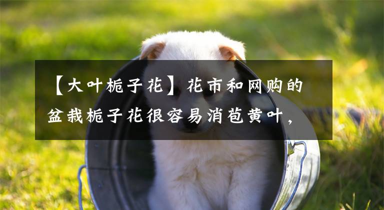 【大叶栀子花】花市和网购的盆栽栀子花很容易消苞黄叶,教你正确处理,花朵常开