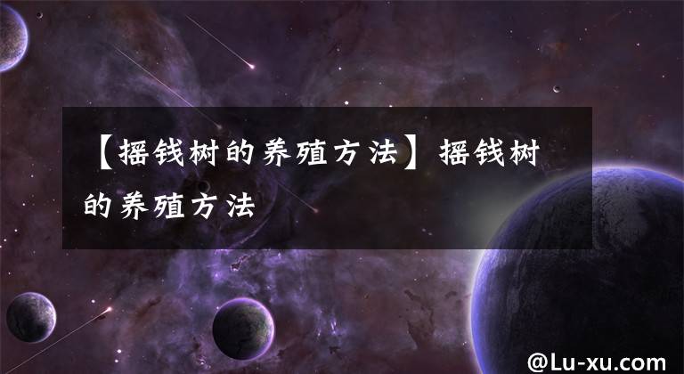 【摇钱树的养殖方法】摇钱树的养殖方法