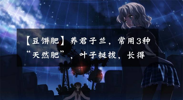 【豆饼肥】养君子兰,常用3种“天然肥”,叶子挺拔,长得壮