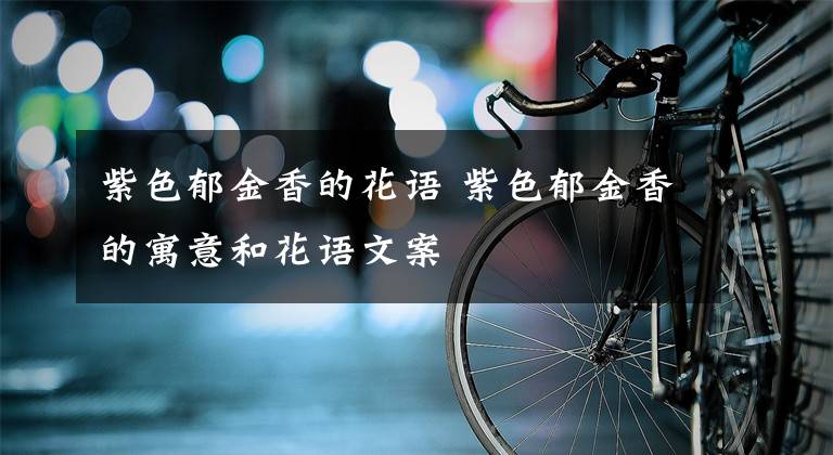 紫色郁金香的花语 紫色郁金香的寓意和花语文案