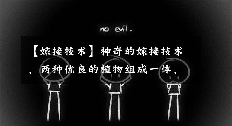 【嫁接技术】神奇的嫁接技术,两种优良的植物组成一体,改良品种、增产增收