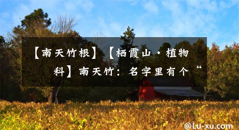 【南天竹根】【栖霞山·植物百科】南天竹:名字里有个“竹”字,却和竹子没啥关系