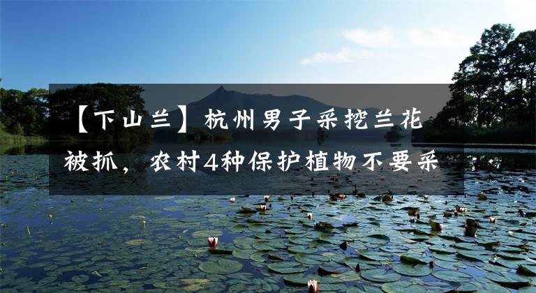 【下山兰】杭州男子采挖兰花被抓,农村4种保护植物不要采挖和买卖,别犯傻