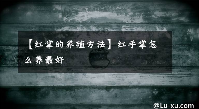 【红掌的养殖方法】红手掌怎么养最好