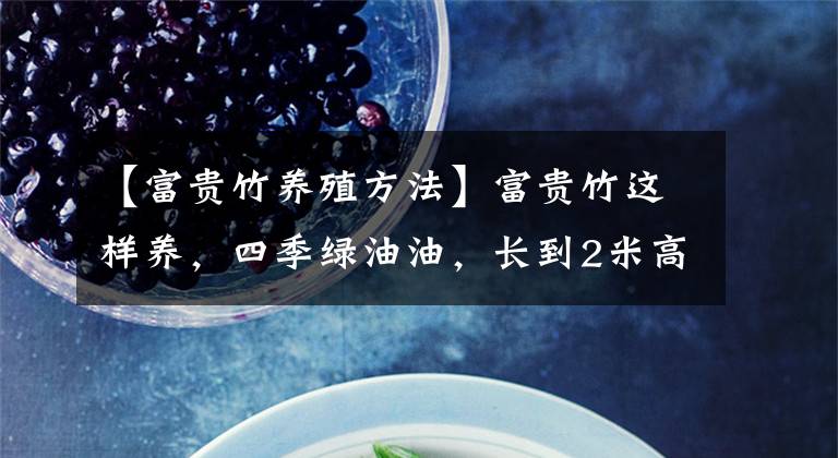 【富贵竹养殖方法】富贵竹这样养,四季绿油油,长到2米高,开花“又仙又香”