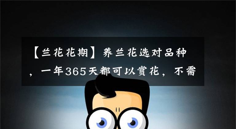 【兰花花期】养兰花选对品种,一年365天都可以赏花,不需要再养其他花